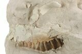 Bargain, Fossil Oreodont (Leptauchenia) Upper Skull - Unprepared #249259-1